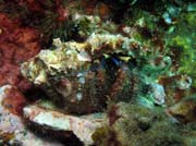 Crab. Richelieu Rock dive site. Thailand.