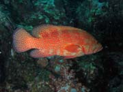 Coral grouper (Cephalopholis miniata). Richelieu Rock dive site. Thailand.
