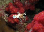 Harlequin Shrimp. Richelieu Rock dive site. Thailand.