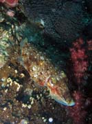 Cuttlefish (sepia). Richelieu Rock dive site. Thailand.