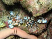 Harlequin Shrimp. Richelieu Rock dive site. Thailand.