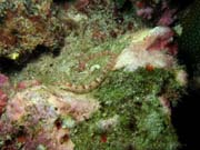 Pipefish. Richelieu Rock dive site. Thailand.