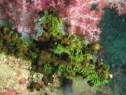 Soft coral. Richelieu Rock dive site. Thailand.