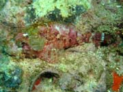 Smallscale Scorpionfish. Richelieu Rock dive site. Thailand.