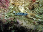 Polyclad Flatworm. Richelieu Rock dive site. Thailand.