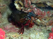 Mantis shrimp (Odontodactylus scyllarus). Richelieu Rock dive site. Thailand.