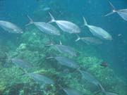 School of Trevally. Richelieu Rock dive site. Thailand.