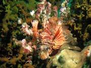 Red firefish (Pterois volitans). Richelieu Rock dive site. Thailand.