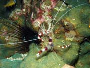 Cleaner shrimp (Stenopus hispidus). Richelieu Rock dive site. Thailand.