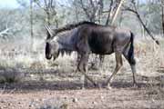 Blue wildebeest, Kruger National Park. South Africa.