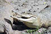 Crocodile centre, St. Lucie National Park. South Africa.