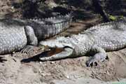 Crocodile centre, St. Lucie National Park. South Africa.