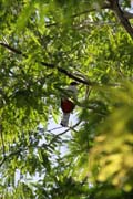 Bird, Cinaga de Zapata (Gran Parque Natural Montemar). Cuba.
