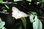 Butterfly, Cinaga de Zapata (Gran Parque Natural Montemar). Cuba.