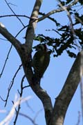 Woodpecker, Cinaga de Zapata (Gran Parque Natural Montemar). Cuba.