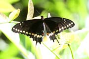 Butterfly, Cinaga de Zapata (Gran Parque Natural Montemar). Cuba.