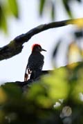 Woodpecker, Cinaga de Zapata (Gran Parque Natural Montemar). Cuba.