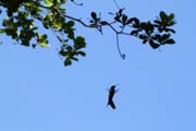 Hummingbird, Cinaga de Zapata (Gran Parque Natural Montemar). Cuba.