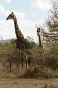 Giraffe, Hluhluve-Umfolozi National park. South Africa.