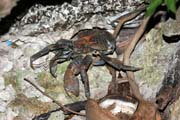 Coconut crab, Pulau Kadidiri, Togean Islands. Sulawesi, Indonesia.