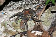 Coconut crab, Pulau Kadidiri, Togean Islands. Sulawesi,  Indonesia.