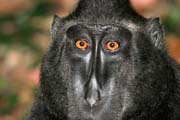 Black Macaques Monkey, Tangkoko National Park. Sulawesi, Indonesia.