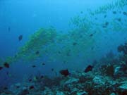 Bangka dive sites. Sulawesi,  Indonesia.