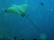 Eangle ray, Bangka dive sites. Indonesia.