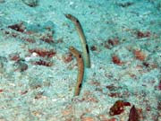 Garden eel, Bangka dive sites. Sulawesi,  Indonesia.