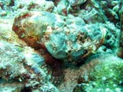 Scorpionfish, Bangka dive sites. Sulawesi,  Indonesia.