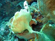 Frogfish, Bangka dive sites. Indonesia.