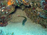 Pipefish, Bangka dive sites. Indonesia.