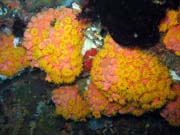 Soft corals, Bangka dive sites. Sulawesi,  Indonesia.