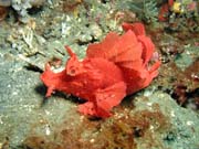 Scorpionfish, Lembeh dive sites. Indonesia.