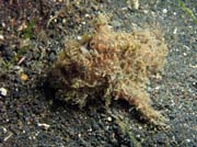 Hairy frogfish, Lembeh dive sites. Sulawesi,  Indonesia.