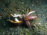 Flamboyant cuttlefish, Lembeh dive sites. Sulawesi,  Indonesia.
