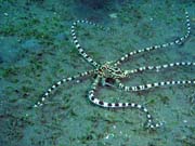 Mimic octopus, Lembeh dive sites. Sulawesi,  Indonesia.
