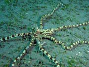 Mimic octopus, Lembeh dive sites. Indonesia.