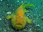 Frogfish octopus, Lembeh dive sites. Sulawesi,  Indonesia.