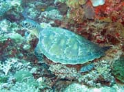 Turtle, Maamigili dive site. Maldives.