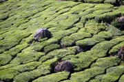 Tea plantations around Munnar town, Kerala. India.
