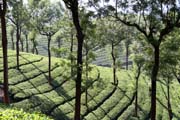 Tea plantations around Munnar town, Kerala. India.