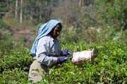 Tea picker. Tea plantations around Munnar town, Kerala. India.