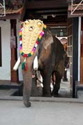 Pakalpooram (elephant procession) is starting, Ernakulam Shiva Temple Festival (Ernakulathappan Uthsavam). Ernakulam, Kerala. India.