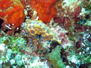 Blue-ringed octopus. Raja Ampat. Papua, Indonesia.