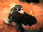 Nudibranch. Raja Ampat. Papua,  Indonesia.