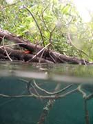 Mangroves. The Passage dive sites, Raja Ampat. Papua,  Indonesia.