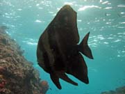 Juvenile Batfish. Raja Ampat. Papua,  Indonesia.