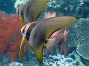 Juvenile Batfish. Raja Ampat. Papua,  Indonesia.