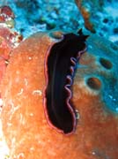 Flatworm. Raja Ampat. Papua,  Indonesia.